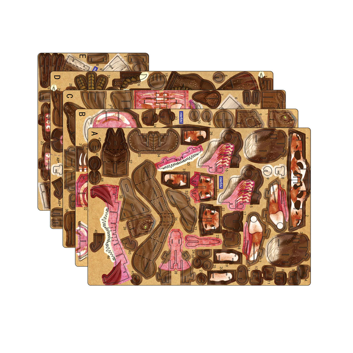 Mieredu Adjustable 3D Puzzle - T-Rex
